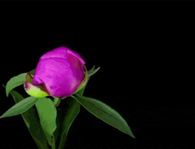 的马赛克作品《百卉图》艳丽夺目,婀娜多姿的花儿展露着醉人的柔媚