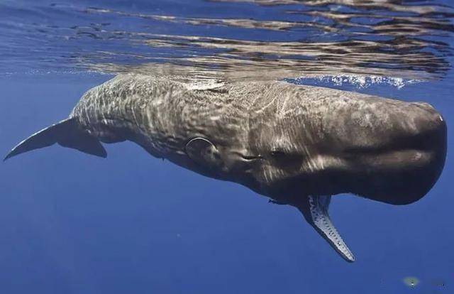 世界上最大的齿鲸,一天只睡17小时,期间不呼吸,垂直不动
