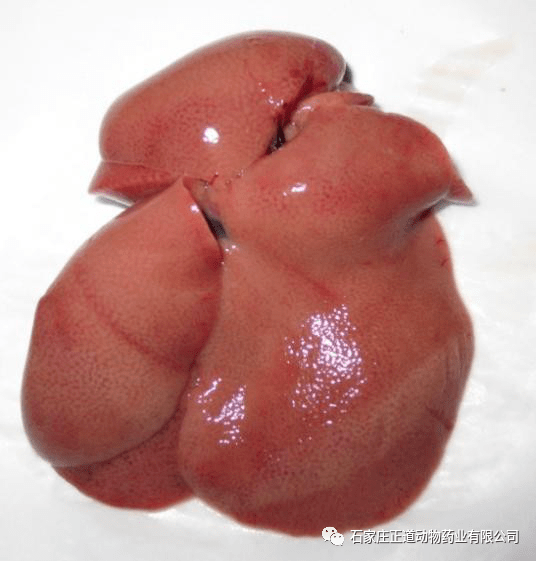 【肝肾康】保肝护肾,改善机体内环境!_肝脏