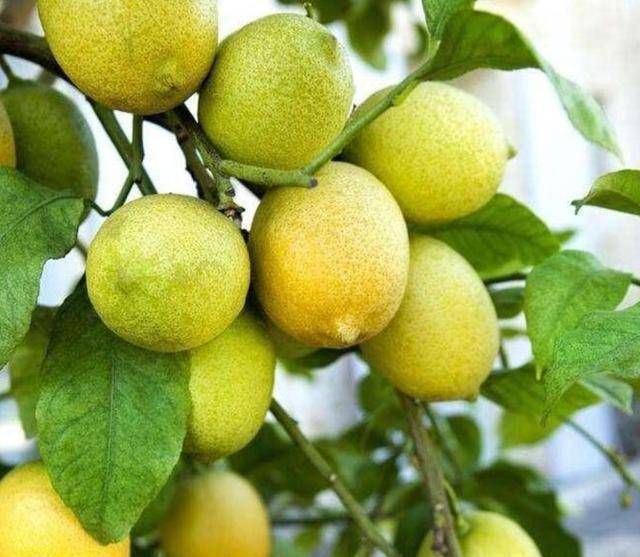 家中养盆栽柠檬牢记几个小技巧不黄叶不招虫硕果累累