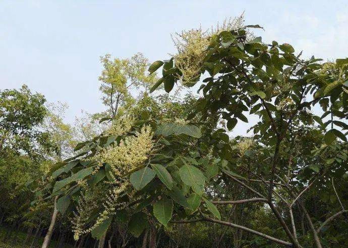 野漆树叶子和茎的汁液含有漆酚.