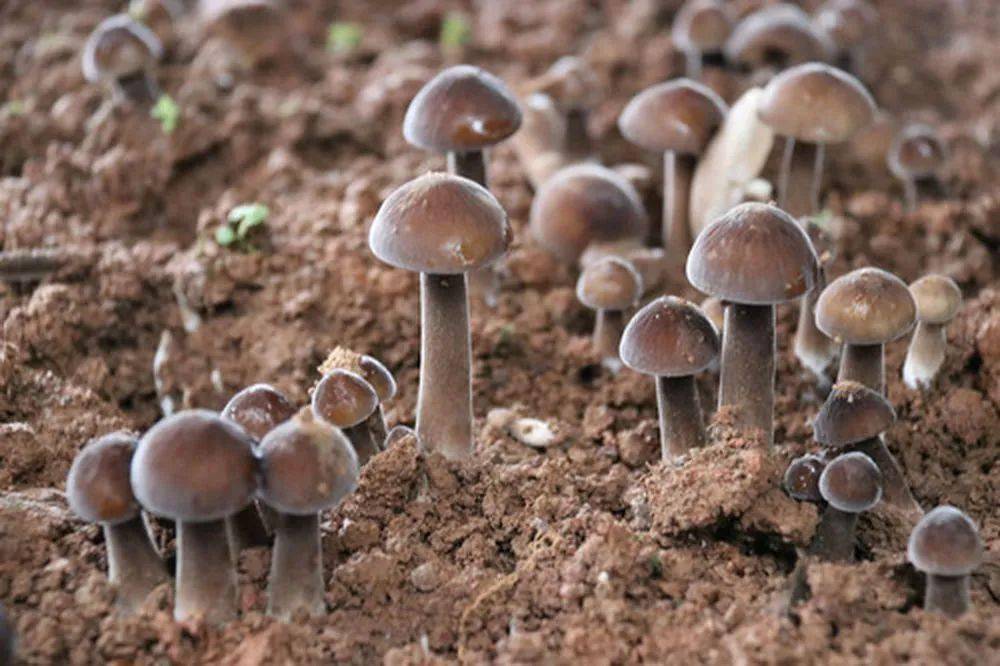 政法链接新华社芦苇生仙菇包袱变财富