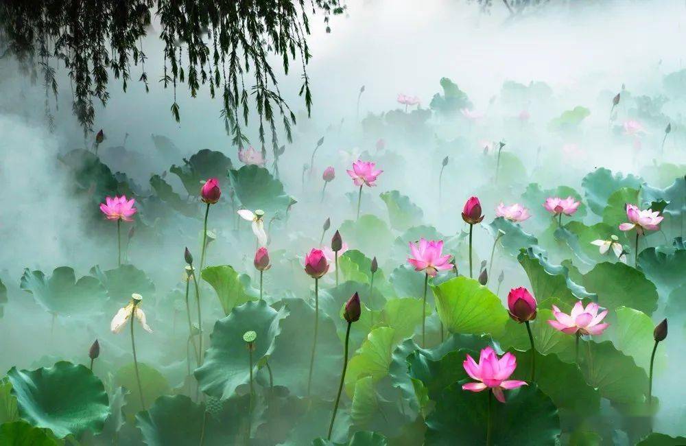 一仝摄影仙境荷花美如画原创