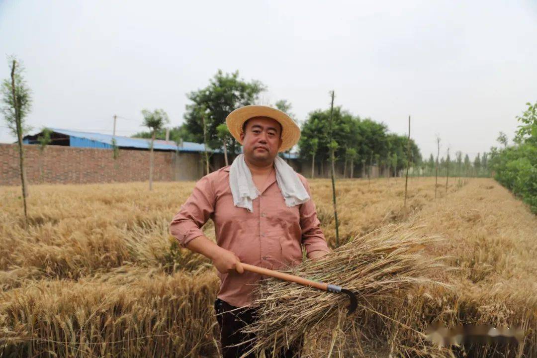 盐山再现当年农村麦收真实场景三部曲之二割麦