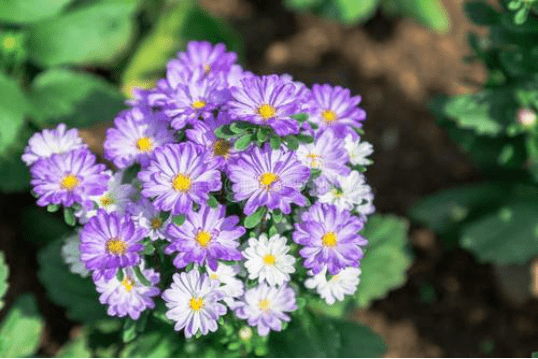 花园如何变身网红打卡点,搬进几株野草就对了!_蒲苇