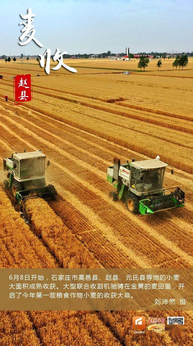 大片来了石家庄440万亩小麦开启收获大幕