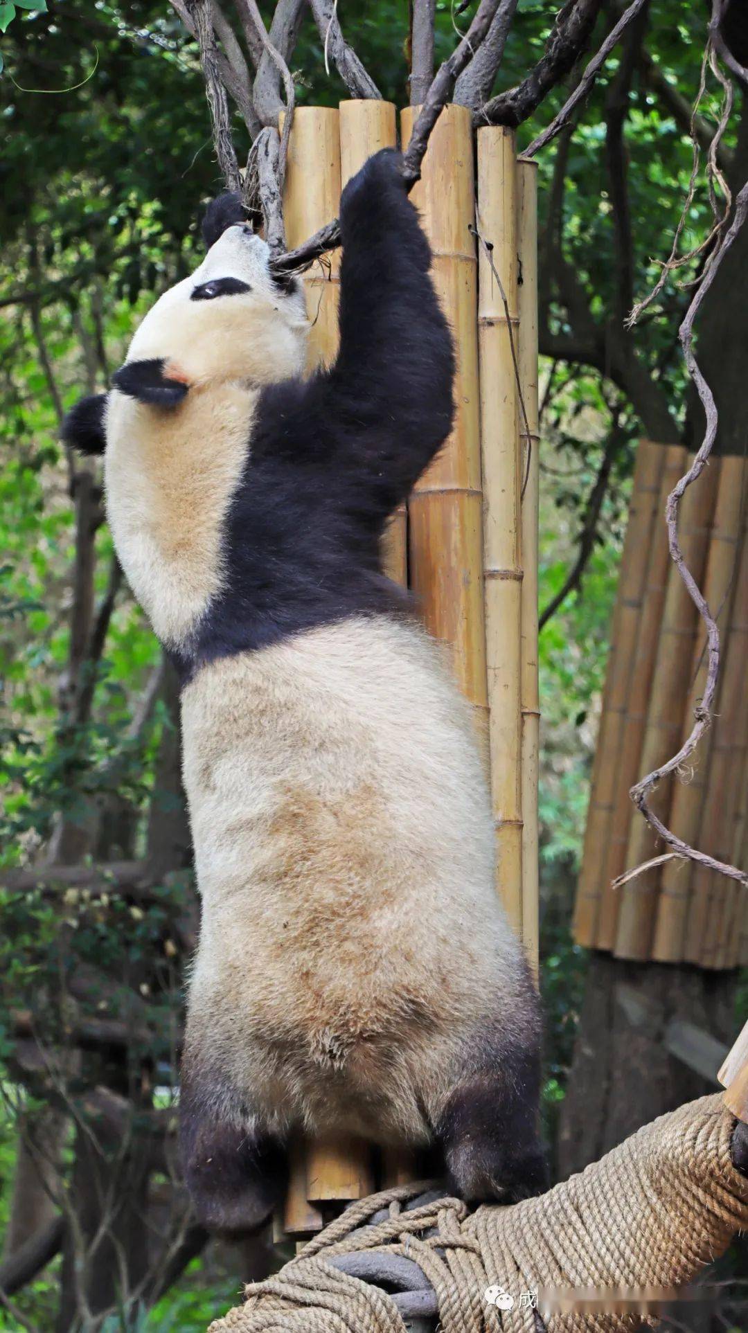 肌肉熊猫手机壁纸图片