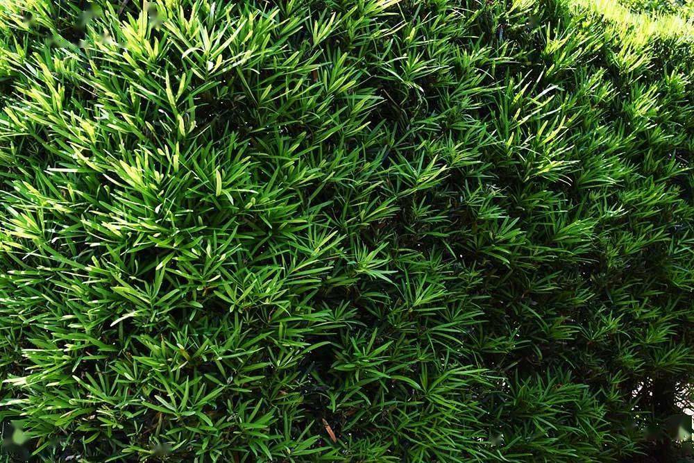 红叶女贞适应力强,观赏性高,越修剪树枝越密,很适合做绿篱.