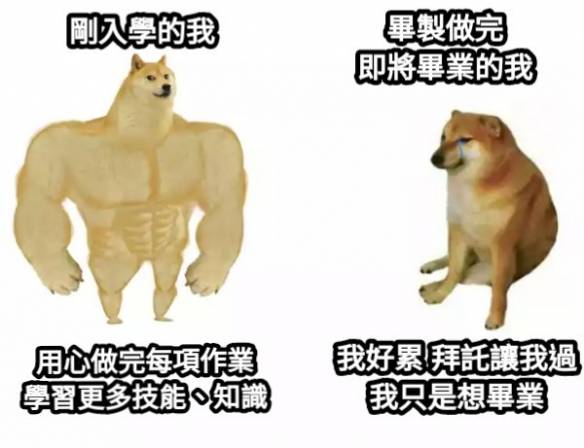 肌肉柴犬与小废柴梗图走红 爆笑内容引网友疯狂流传