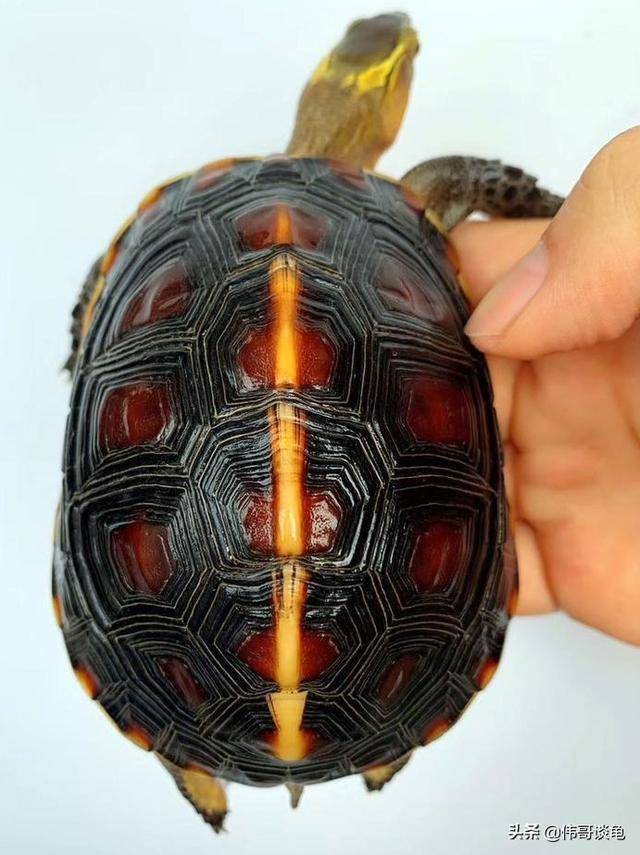 怎样养出漂亮的龟壳?有门道_水龟