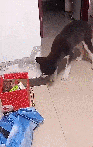 306_481竖版 竖屏gif 动态图 动图