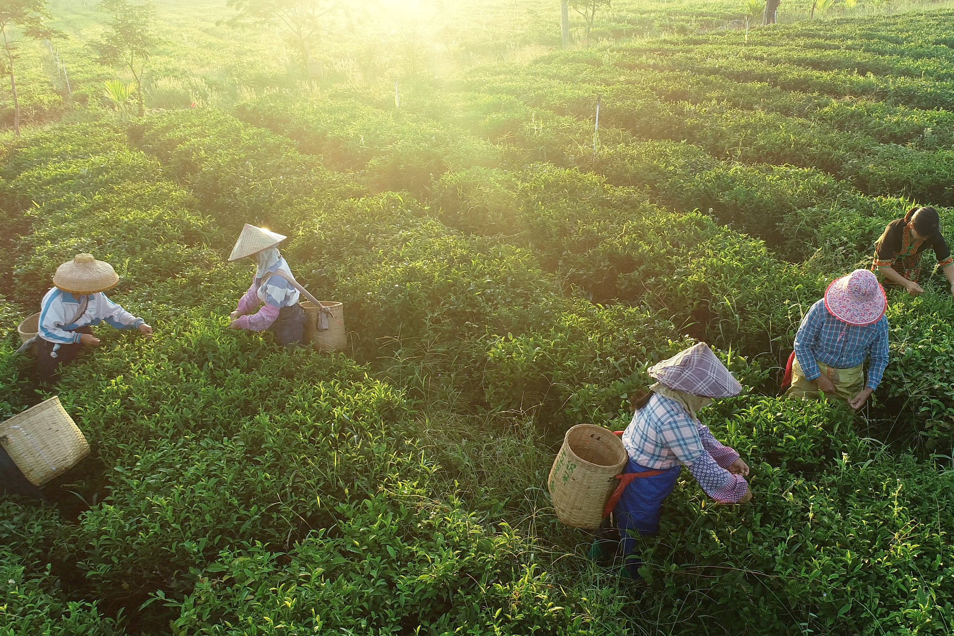 海南:黎乡茶叶助脱贫