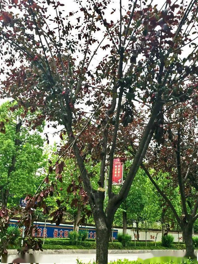 景观树结满红李子 到底能不能吃?_手机搜狐网