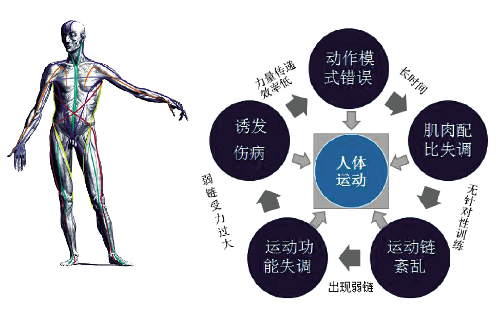 河北师范大学体育学院教授赵焕彬要注重人体核心区功能训练