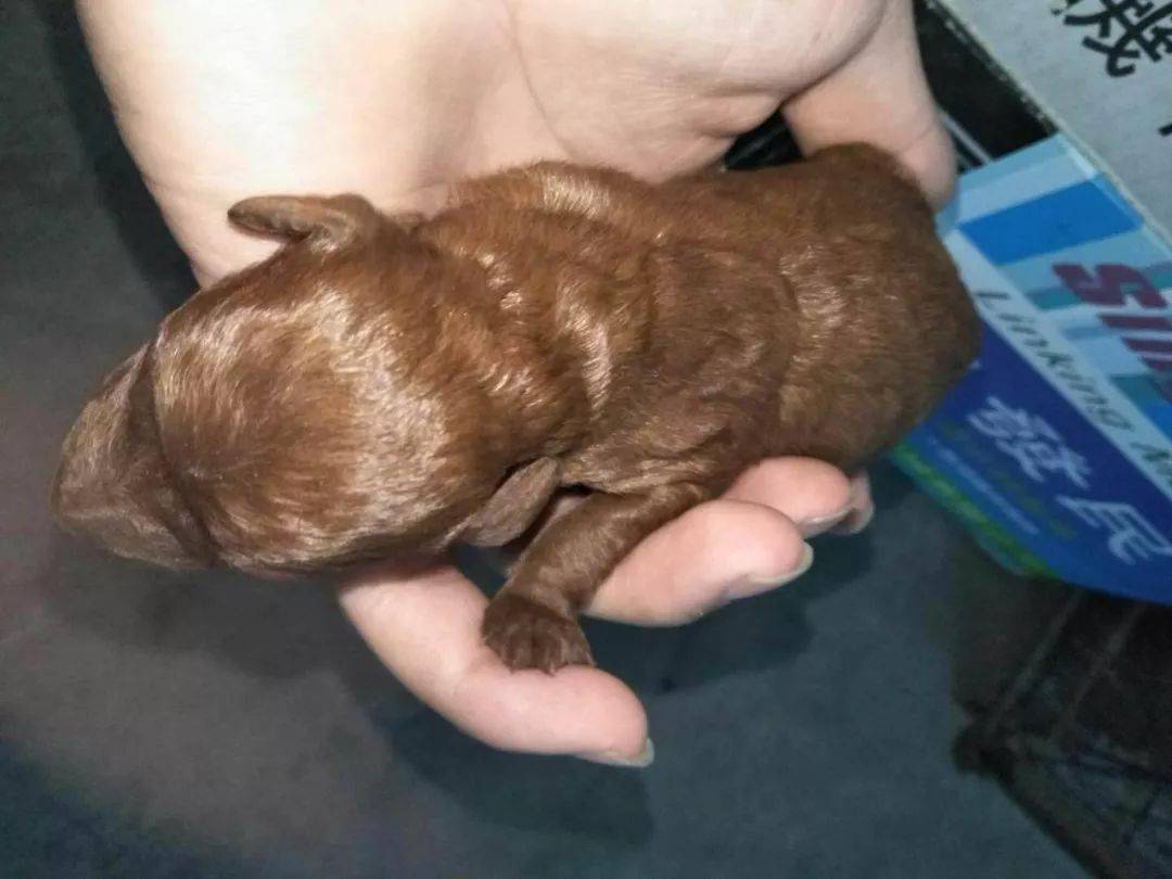金毛犬刚出生的样子图片