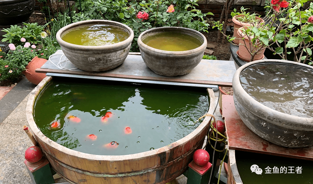 8米大木海圆梦!_养鱼池路