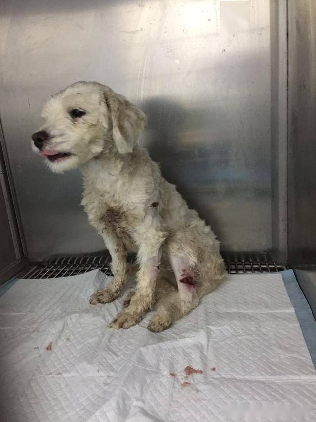 小狗被虐打致双眼爆裂坏死志愿者哽咽道我愿意做你的眼