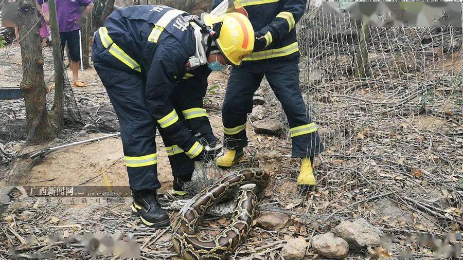 消防救援人员解救蟒蛇.