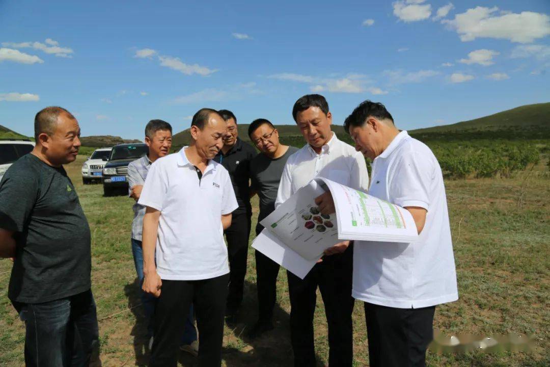 旗长孟和达来调研肉牛产业发展情况