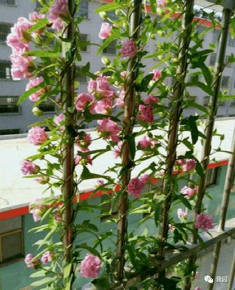 缠绵悱恻藤牡丹