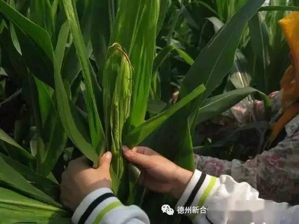还有诸如玉米丫子掰不掰,用不用人工授粉,要不要去雄等,这些问题,都成