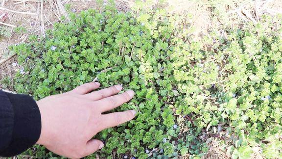 这种草可治疗吐血疝气农村到处可见很多人不知其珍贵