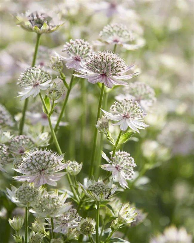 预售2020秋季宿根大星芹