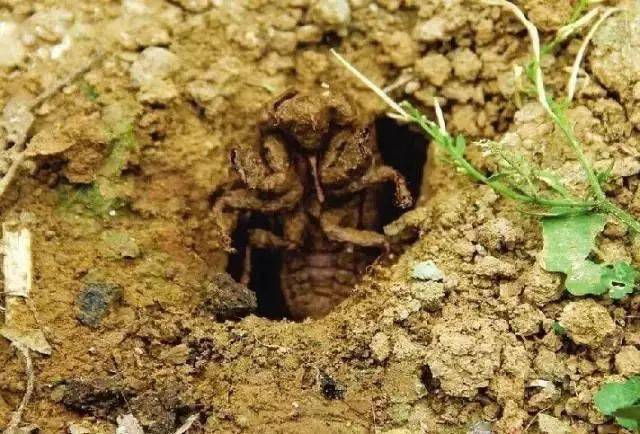 禁止鄢陵爬叉马上大规模出洞今年要说再见了