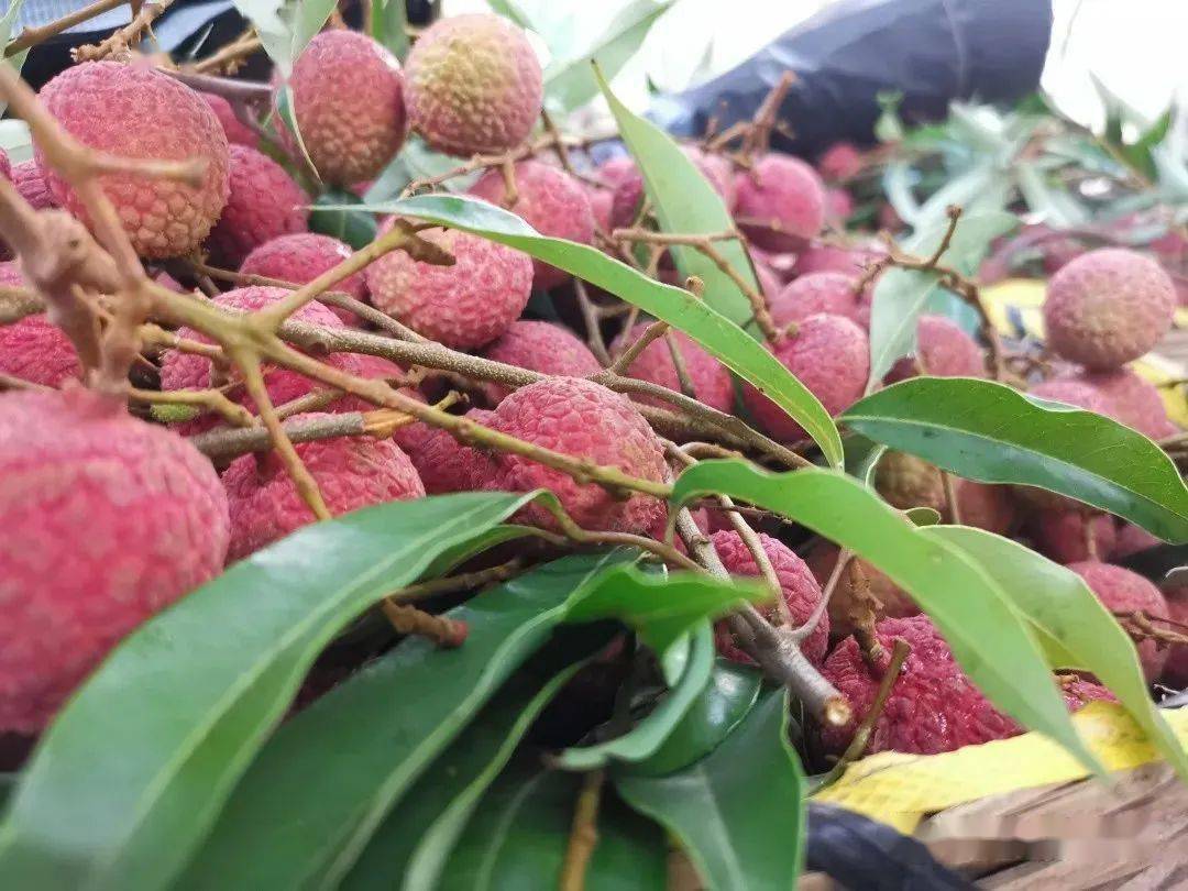 1000斤荔枝新鲜到货!明天起在校内生可凭校卡进出『深大荔知』