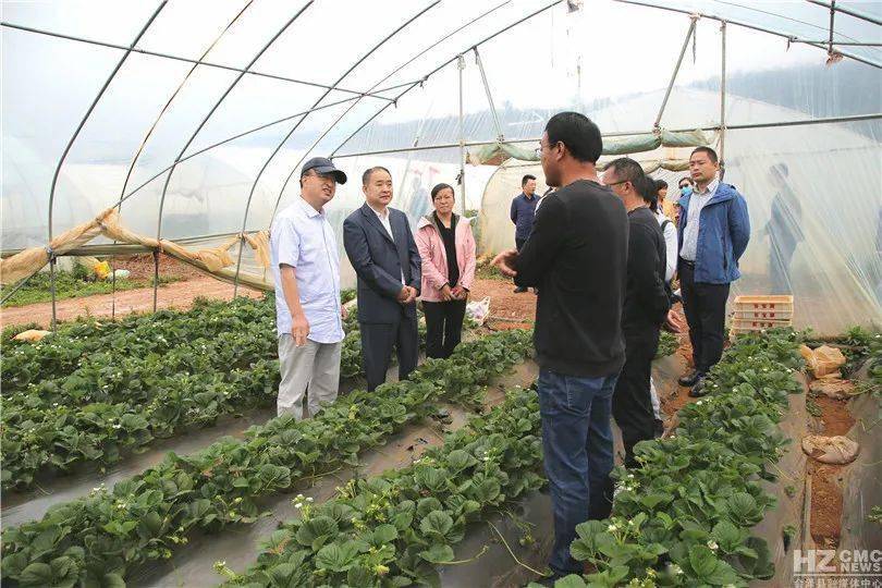 会泽县驾车乡获"中国夏季草莓之乡"授牌