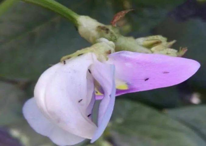 豇豆蓟马不好治用药时间和药物选对没