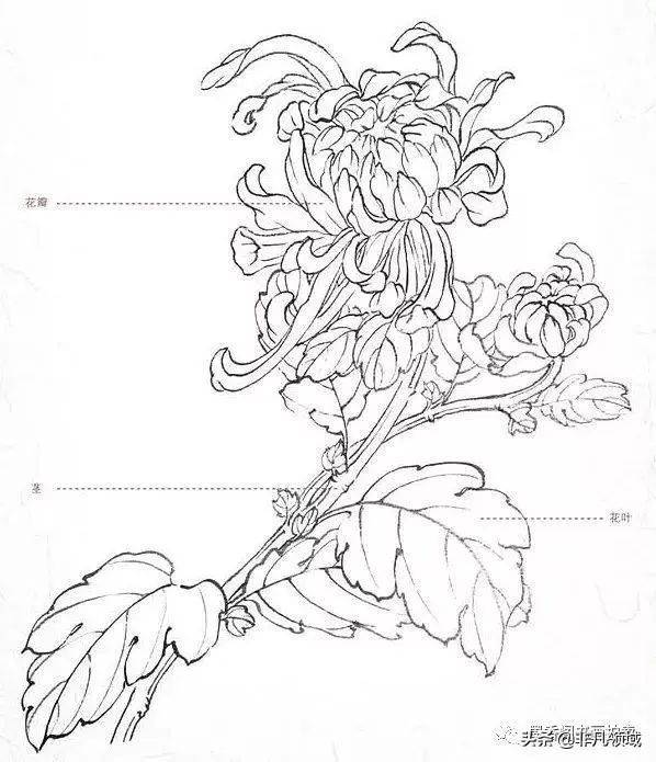 菊花线描的画法步骤图图片