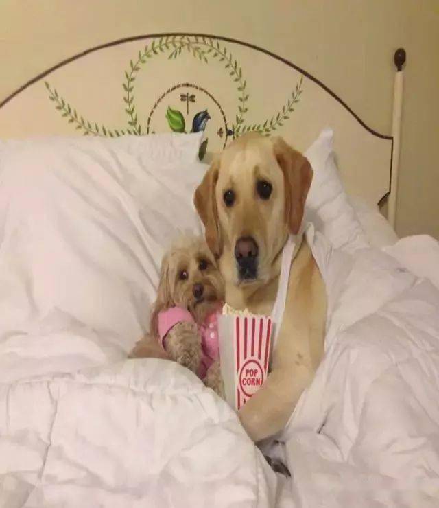 有心的主人平时也会为它俩制造"二狗世界"! 比如属于它俩的电影之夜!