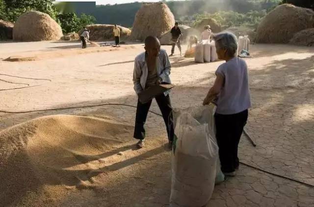 平度小时候农村割麦子的场景看了别哭