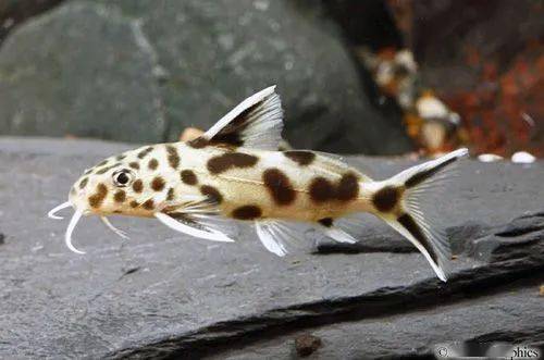 白金豹皮坦湖中的杜鹃