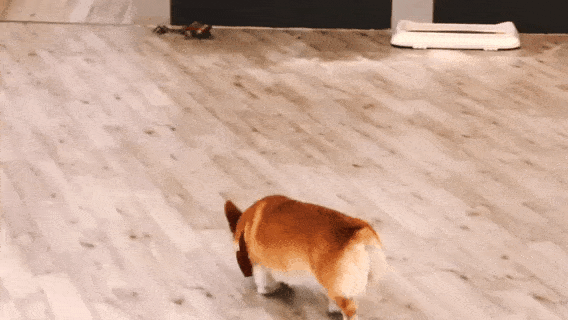 探秘魔都新晋撸狗地!如何假装拥有了十几只屁屁都性感的柯基?