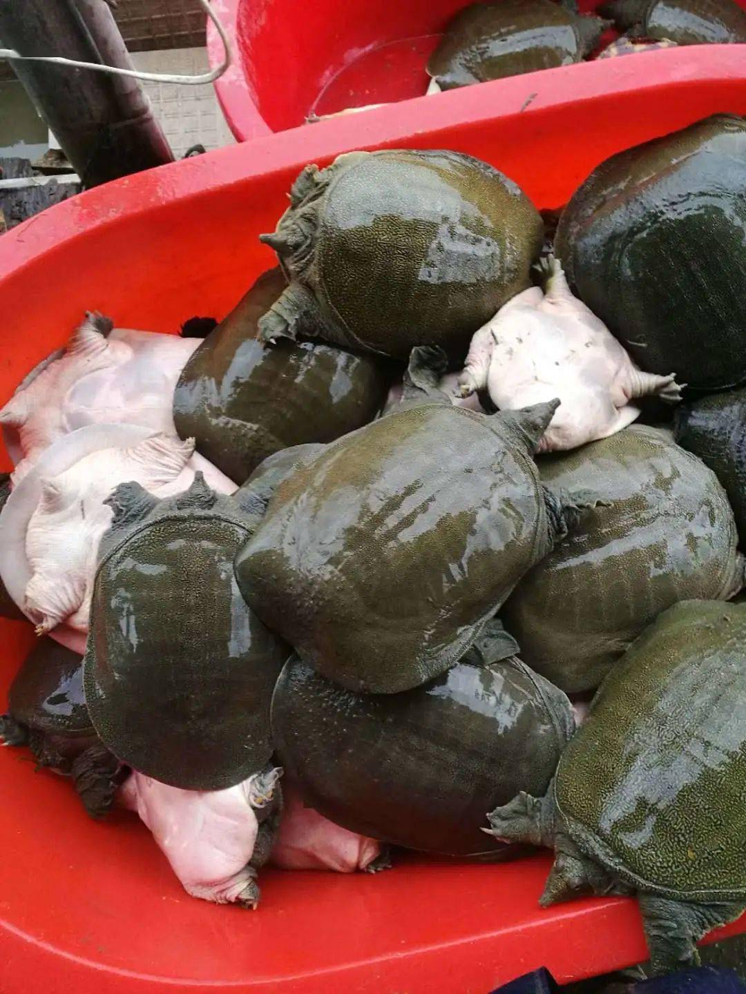 南强龟鳖孵化繁育基地2020年继续提高质量为养殖户提供优质甲鱼苗