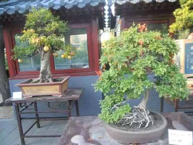 (图文)凌霄盆景的制作方法