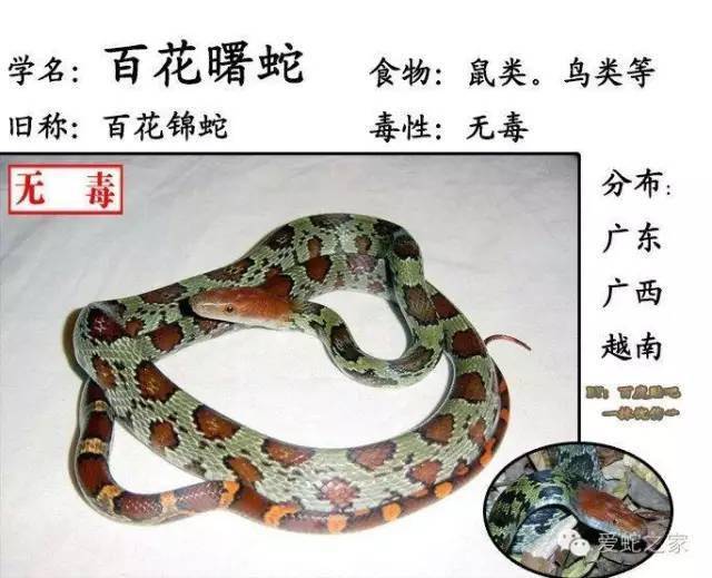 中国54种毒蛇图片名字图片