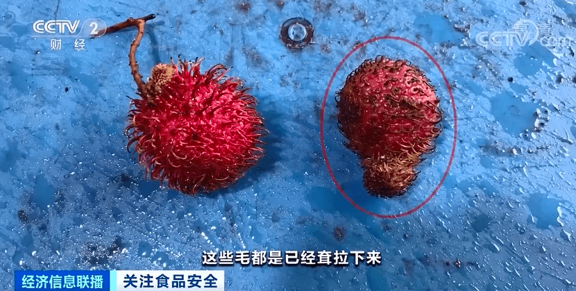 会呈  暗红色,外壳毛呈现耷拉状态