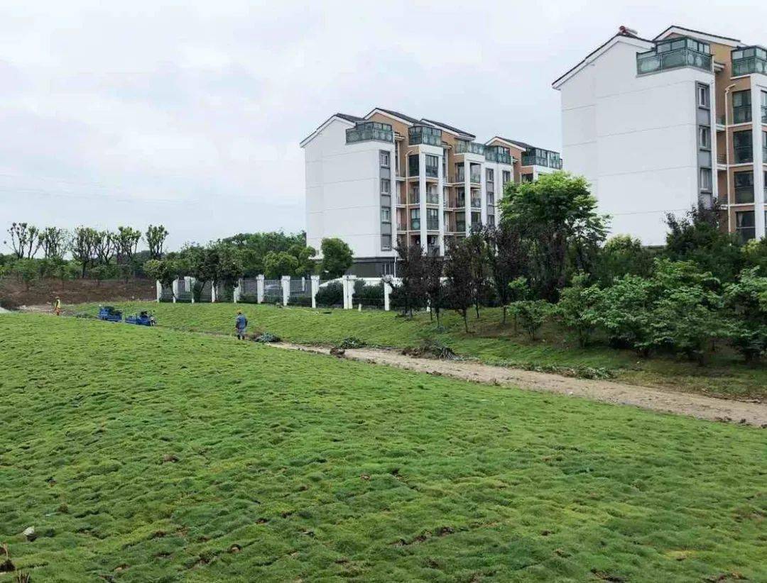 安置小区换新装绿化植物来美颜