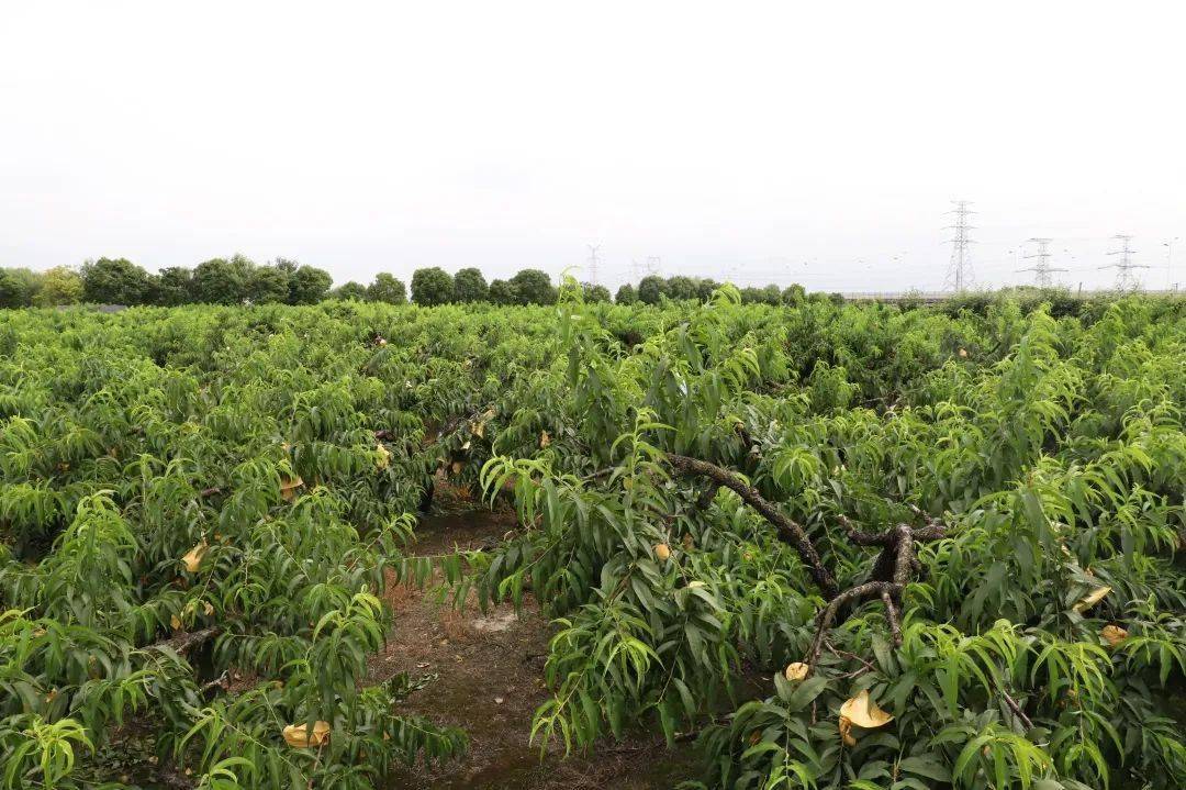 嘉定地产"锦香"早黄桃上市,买点778!