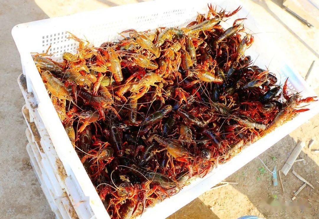 抢鲜上市新沂小龙虾蹦出扶贫大产业