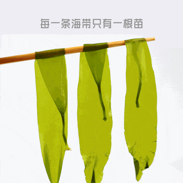 吃火锅必点的素菜讲真,海带苗烫火锅是真好吃丢下去三秒钟即可捞起来"