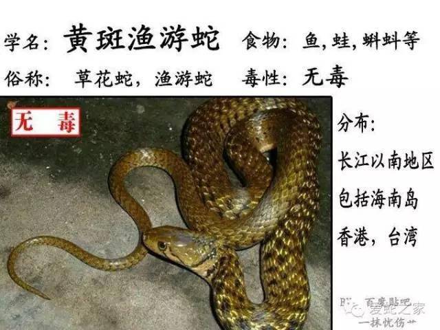毒蛇品种排名图片