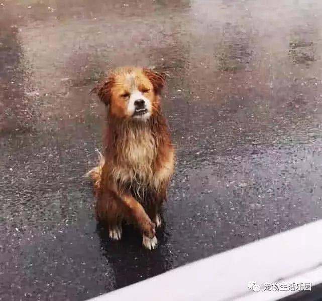 天降大雨流浪狗在雨中对人作揖求求你我想有个家