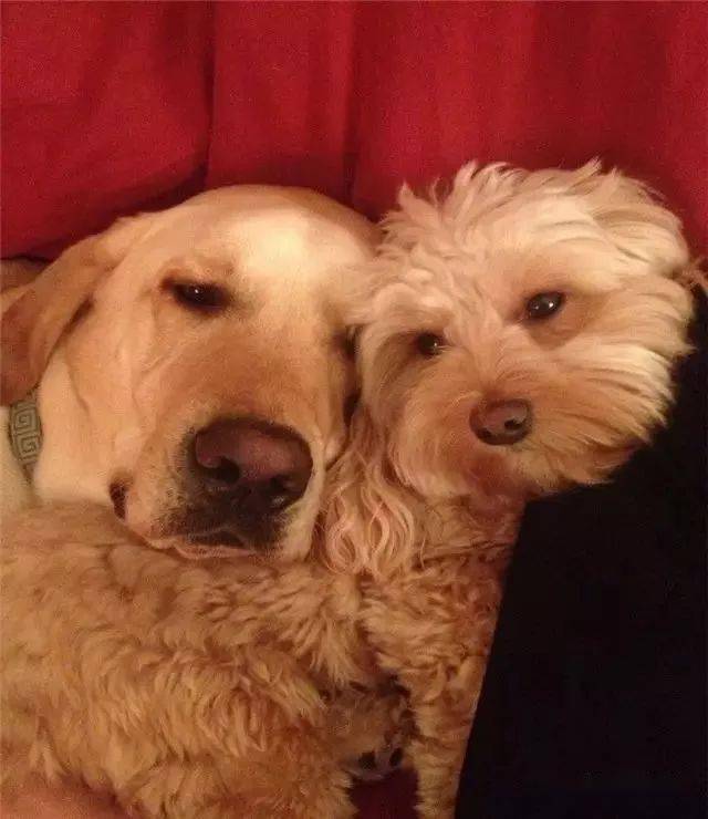 有心的主人平时也会为它俩制造"二狗世界"! 比如属于它俩的电影之夜!