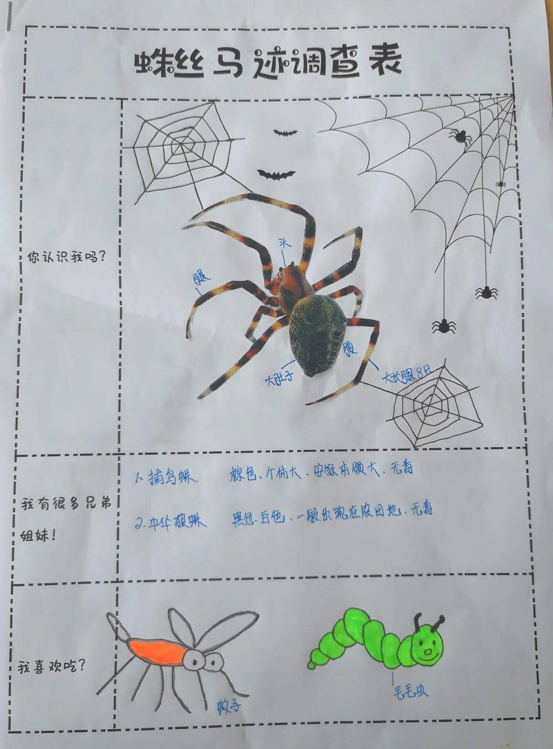 蜘蛛记录卡三年级下册图片