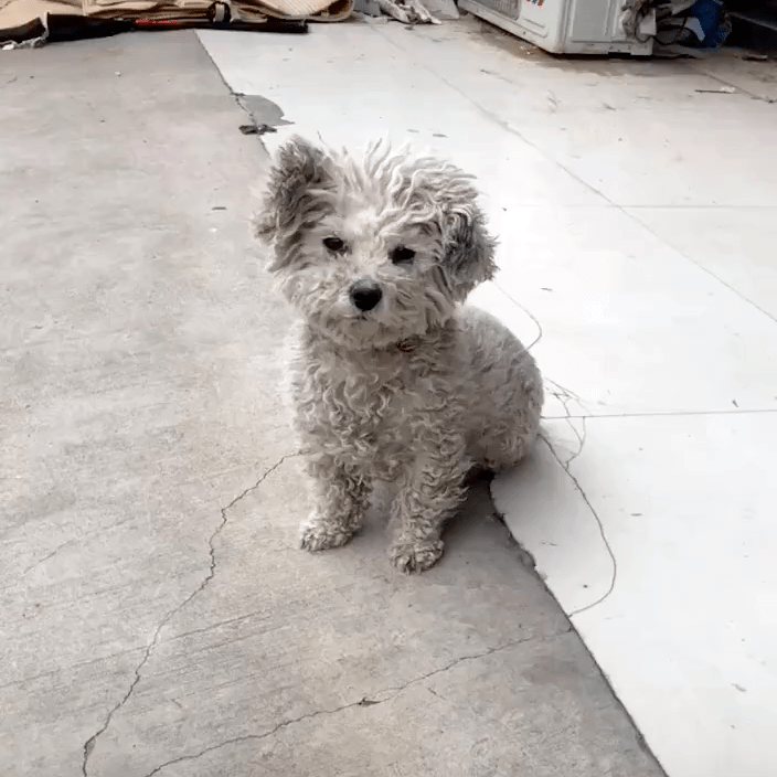 无比傲娇的流浪比熊拒绝人类好意她用一个月时间改变它