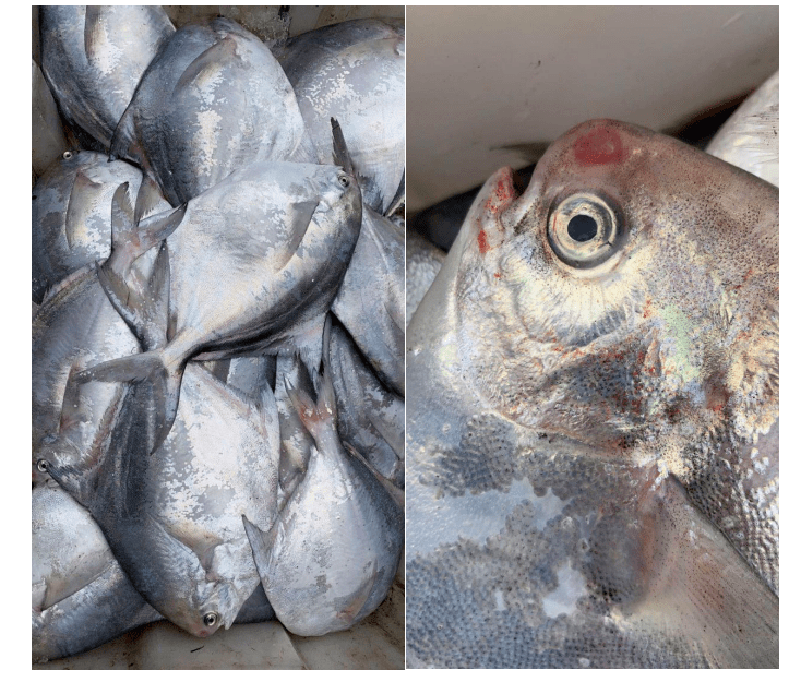 至鲜的鲳鱼就是这样 银光灿烂 波光附身 因为至鲜采用的是 流网捕捞